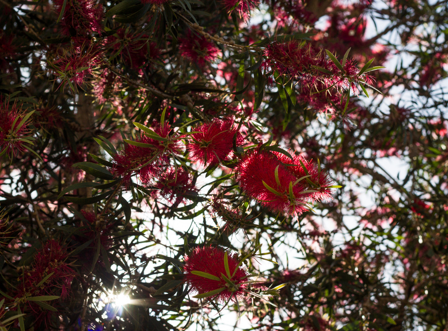 ✿ Ёршики в цвету Callistemon citrynus