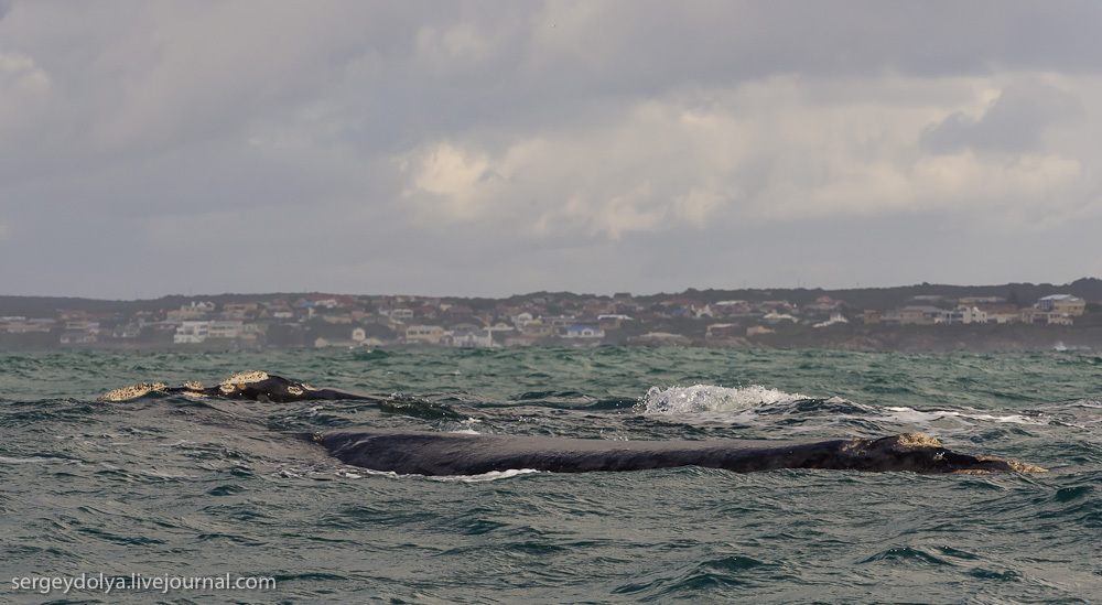 Южные Гладкие киты