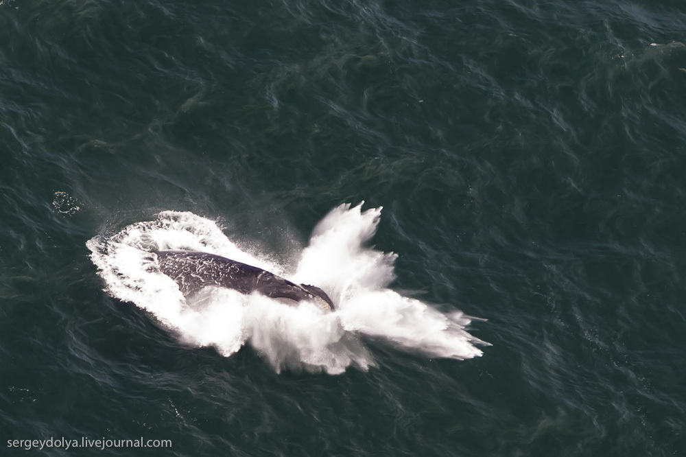 Южные Гладкие киты