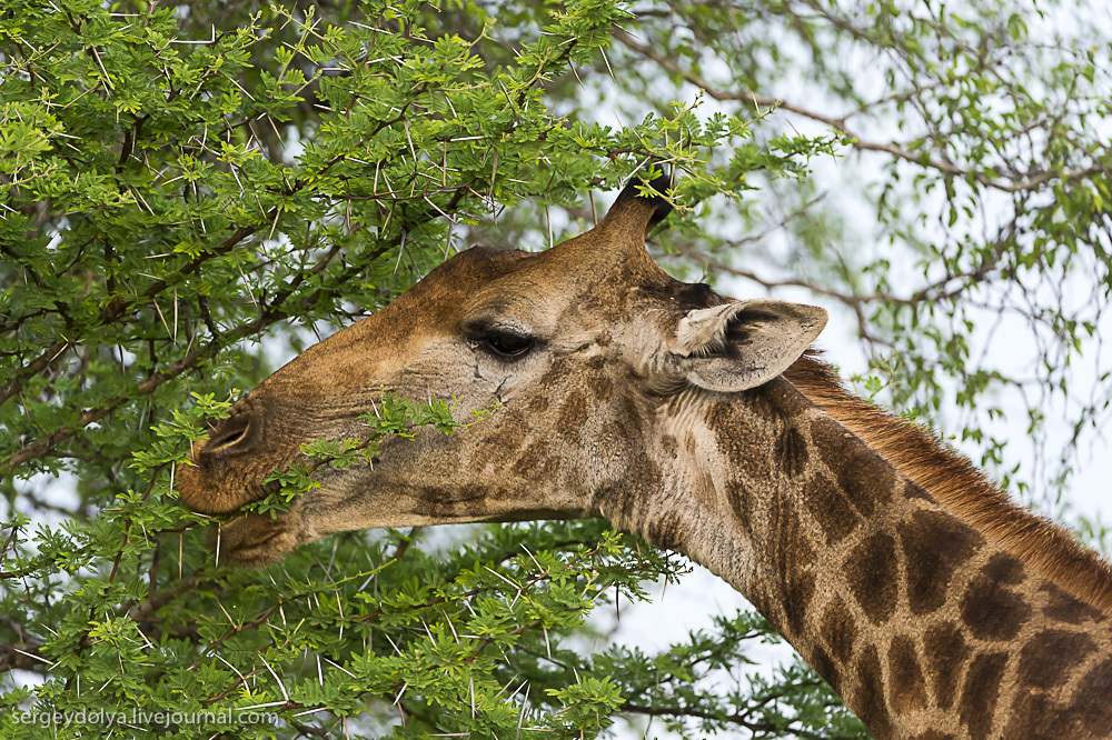 Африканские жирафы