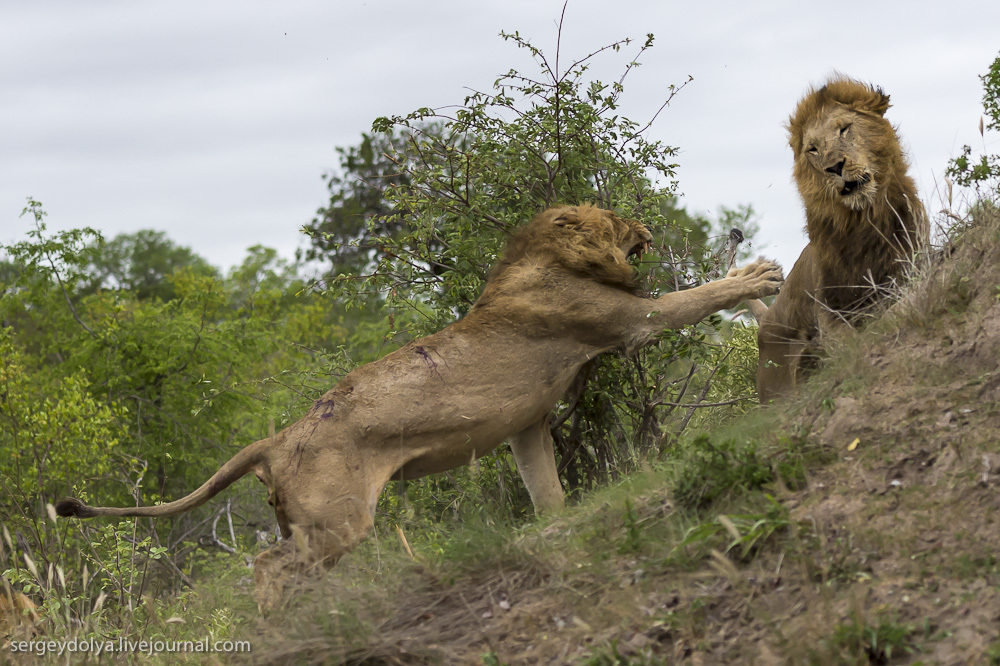 Битва африканских львов