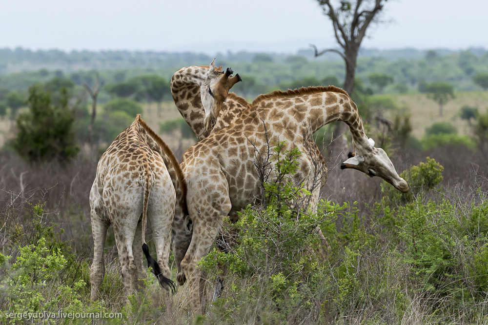 Африканские жирафы