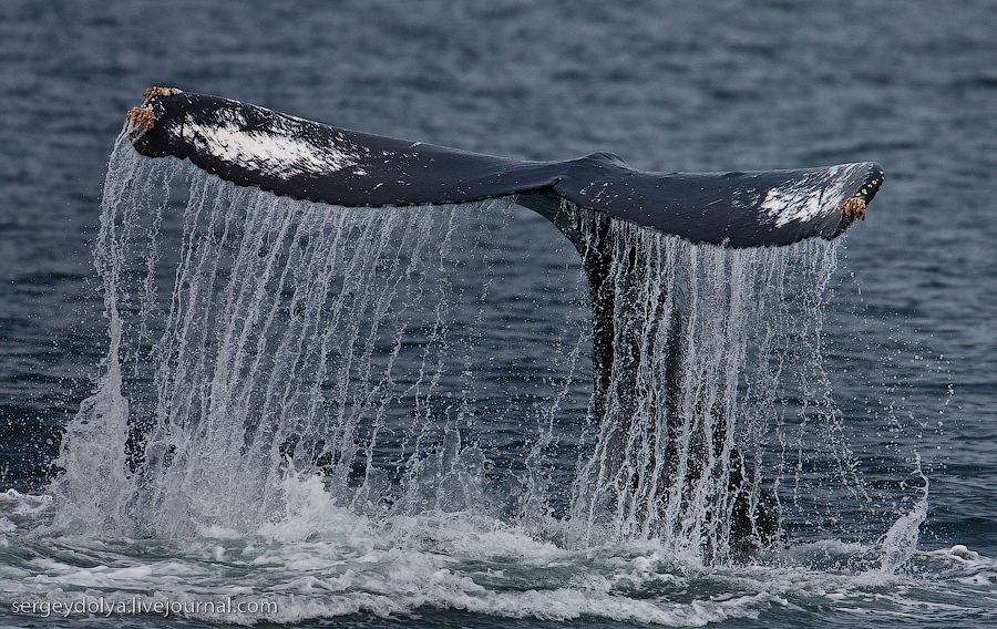 Хвосты аляскинских китов.